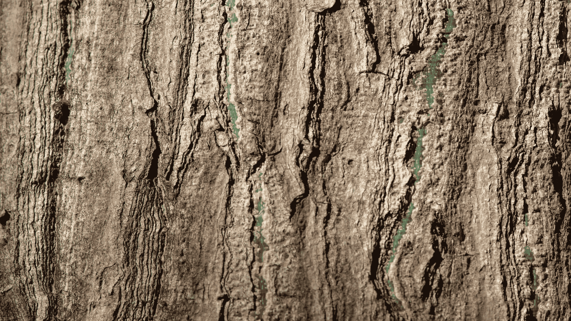 Kan vi bygge af det, der gror?